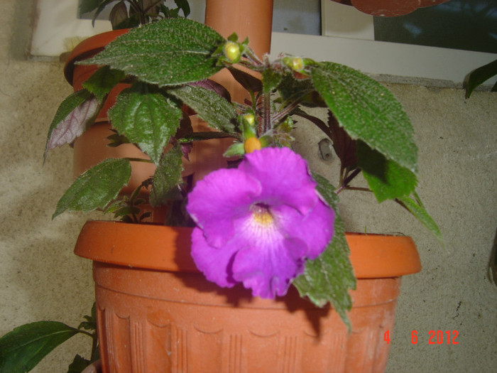 poze 796 - 2011-2012 ACHIMENES