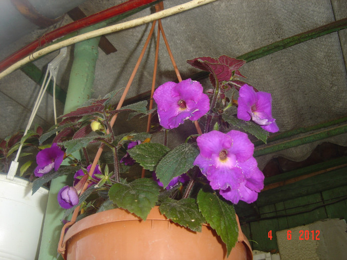 poze 797 - 2011-2012 ACHIMENES