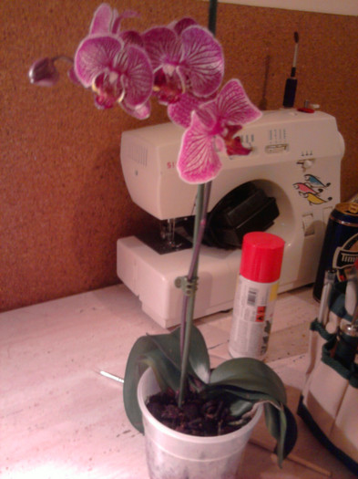 La reducere..... - Revenirea orhideelor de la reducere replantate in data de 24 Mai 2012