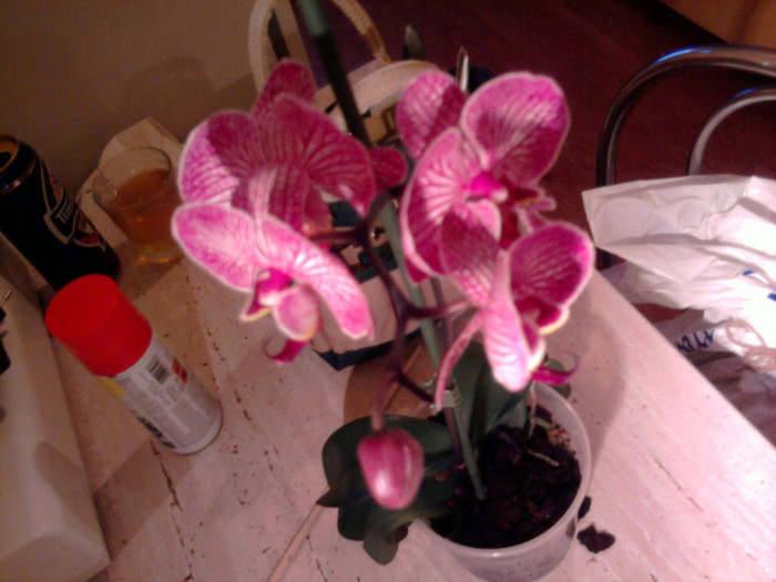 ....fara probleme.... - Revenirea orhideelor de la reducere replantate in data de 24 Mai 2012