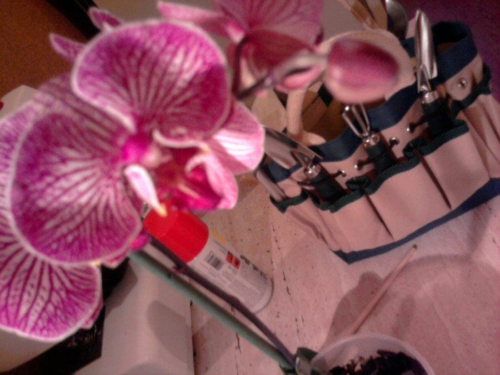 ....vioaie..... - Revenirea orhideelor de la reducere replantate in data de 24 Mai 2012