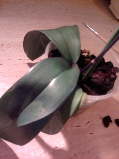 ....frunze sanatoase..... - Revenirea orhideelor de la reducere replantate in data de 24 Mai 2012
