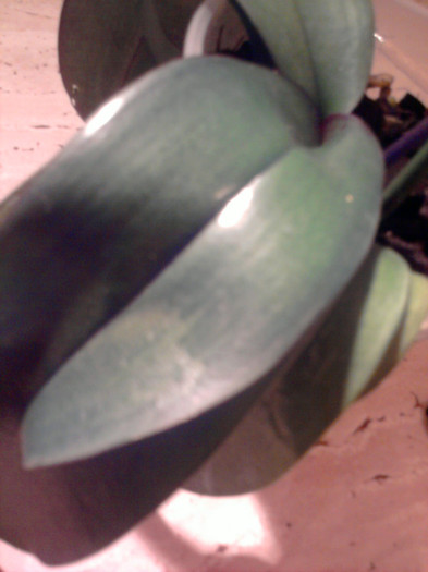 ....si mari...... - Revenirea orhideelor de la reducere replantate in data de 24 Mai 2012