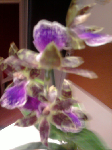 Zygopetalum - Revenirea orhideelor de la reducere replantate in data de 24 Mai 2012