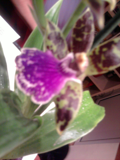 ...nu a fost la reducere... - Revenirea orhideelor de la reducere replantate in data de 24 Mai 2012