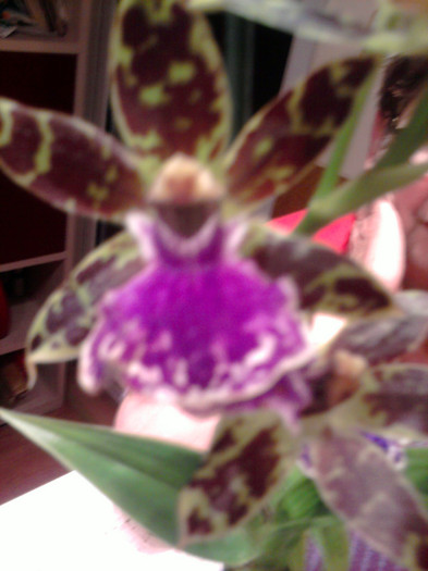 ...cu aroma de scortisoara... - Revenirea orhideelor de la reducere replantate in data de 24 Mai 2012