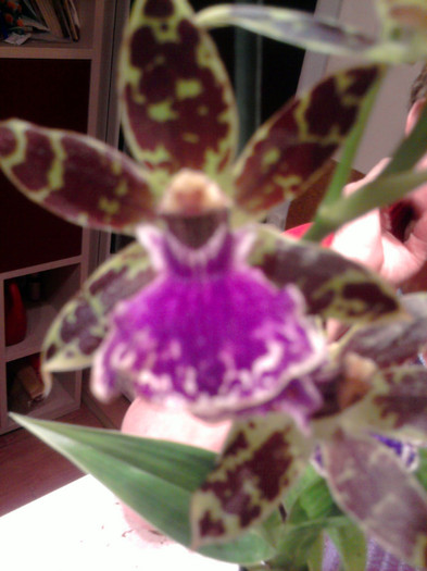 ...si flori superbe... - Revenirea orhideelor de la reducere replantate in data de 24 Mai 2012