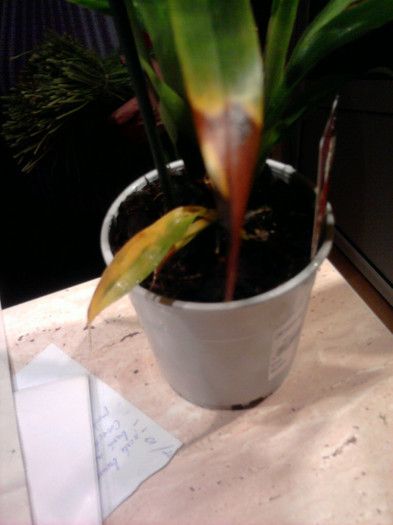 ...dar cu frunze ruginite.. - Revenirea orhideelor de la reducere replantate in data de 24 Mai 2012