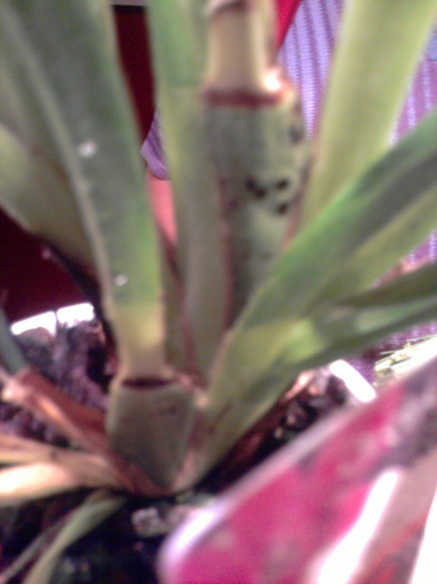 ...pseudobulb cu pete negre... - Revenirea orhideelor de la reducere replantate in data de 24 Mai 2012