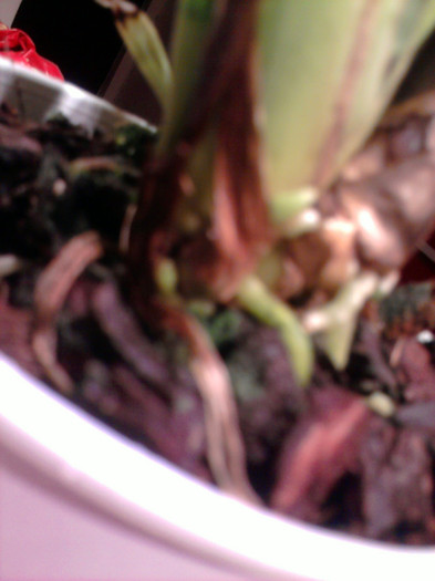 ...radacinile sunt ok... - Revenirea orhideelor de la reducere replantate in data de 24 Mai 2012