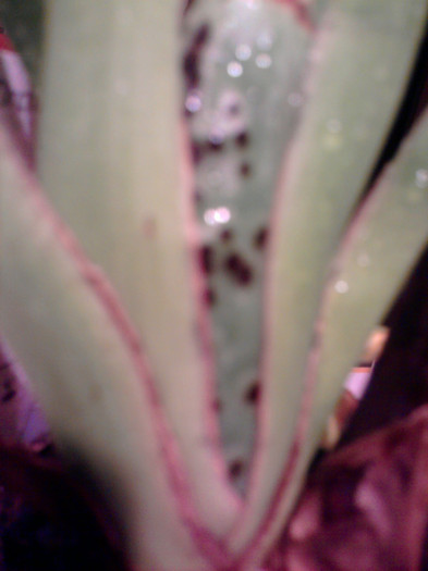 ....offff, acele pete.... - Revenirea orhideelor de la reducere replantate in data de 24 Mai 2012