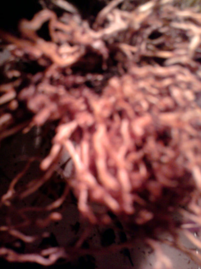 ...radacini de Cambria... - Revenirea orhideelor de la reducere replantate in data de 24 Mai 2012