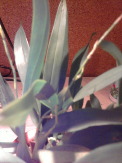 ...ma mancat undeva.... - Revenirea orhideelor de la reducere replantate in data de 24 Mai 2012