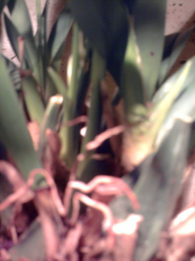 ...sa o despart... - Revenirea orhideelor de la reducere replantate in data de 24 Mai 2012