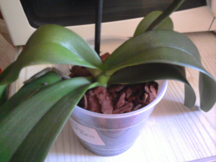asa arata azi...replantata 24 Mai 2012, ziua achizitiei la reducere - Revenirea orhideelor de la reducere replantate in data de 24 Mai 2012