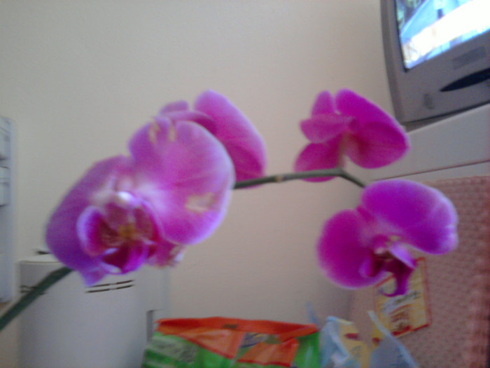 asa arata azi...replantata 24 Mai 2012, ziua achizitiei la reducere - Revenirea orhideelor de la reducere replantate in data de 24 Mai 2012