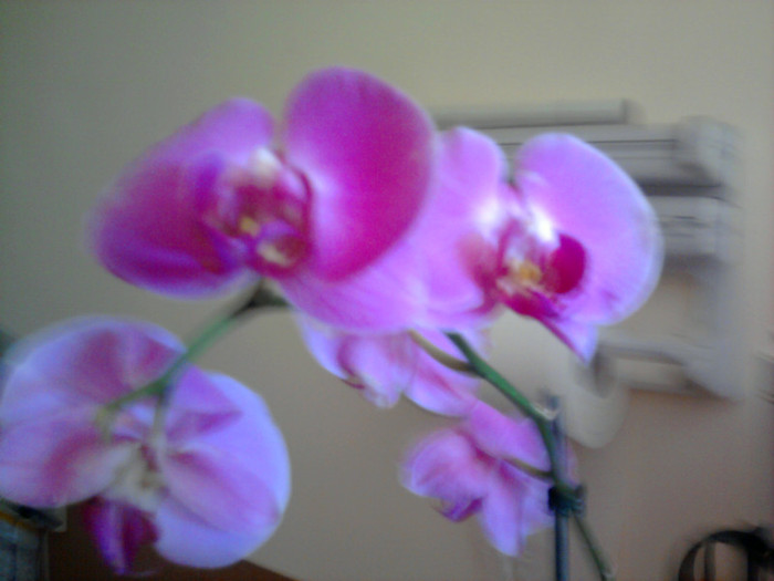 aceasta e cea fara radacini - Revenirea orhideelor de la reducere replantate in data de 24 Mai 2012