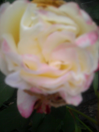 Trandafir - Revenirea orhideelor de la reducere replantate in data de 24 Mai 2012