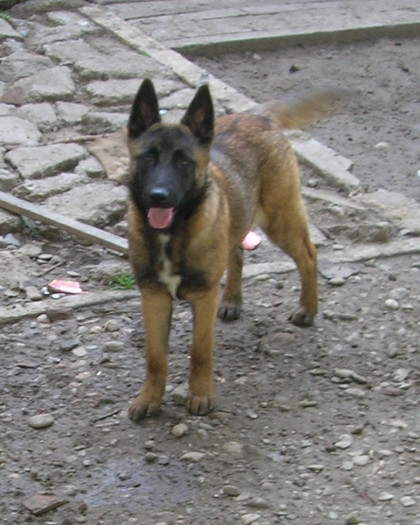 Malinois (2) - Caini