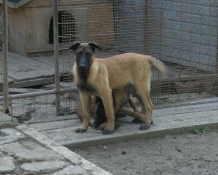 Malinois (3) - Caini