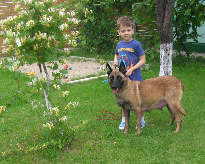 Malinois (6) - Caini