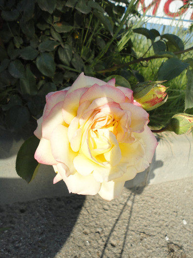 DSC05061 - Trandafiri de prin vecini