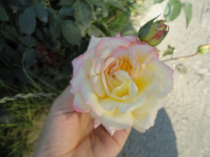 DSC05062 - Trandafiri de prin vecini