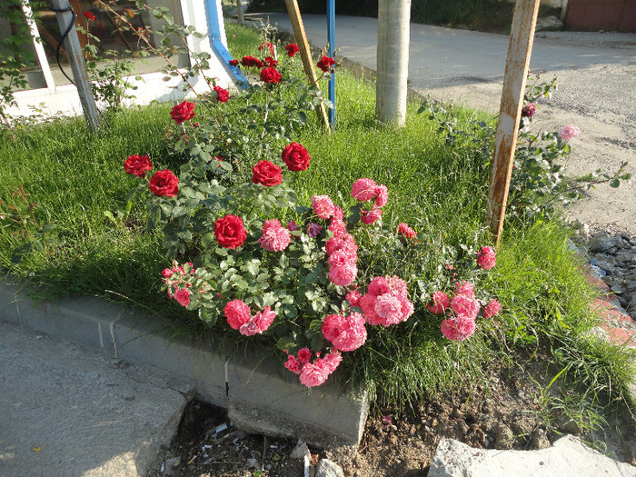 DSC05066 - Trandafiri de prin vecini
