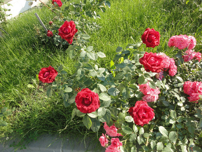 DSC05068 - Trandafiri de prin vecini