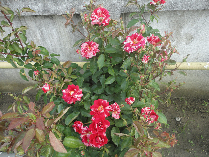 DSC05085 - Trandafiri de prin vecini