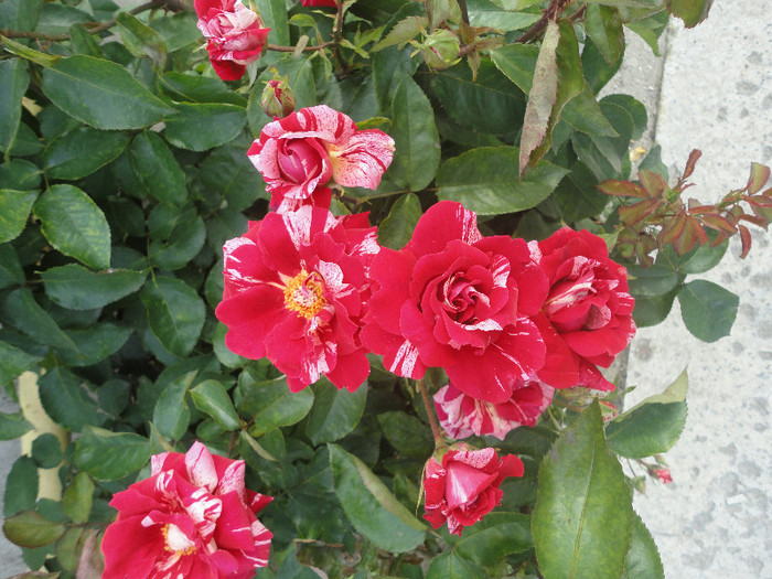 DSC05086 - Trandafiri de prin vecini
