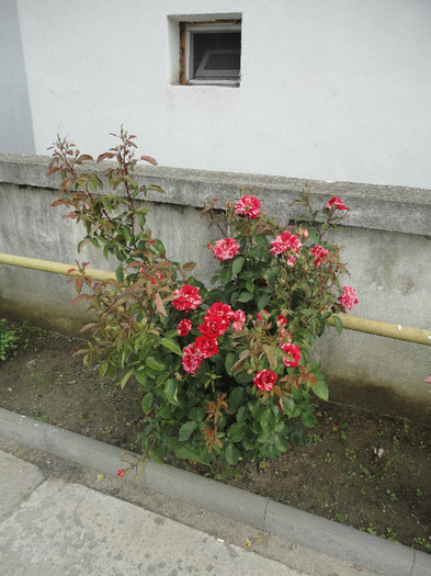 DSC05090 - Trandafiri de prin vecini