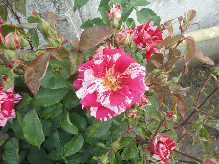 DSC05091 - Trandafiri de prin vecini