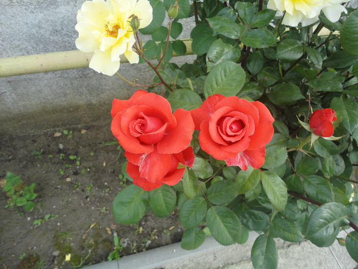 DSC05094 - Trandafiri de prin vecini
