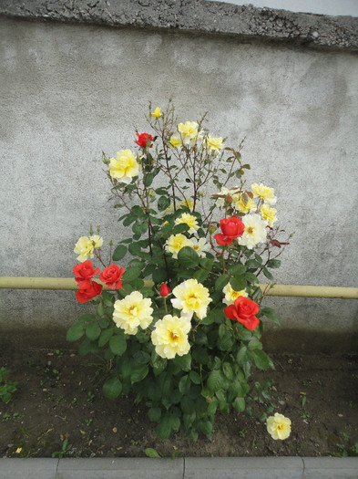 DSC05095 - Trandafiri de prin vecini