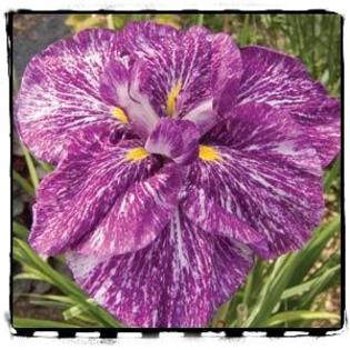 Iris ensata KIYOZURA; Asa trebuia sa infloreasca irisul cumparat de Florianabulboase.eu
