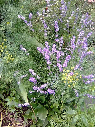 levantica si marar; o imbinare a placutului cu utilul
