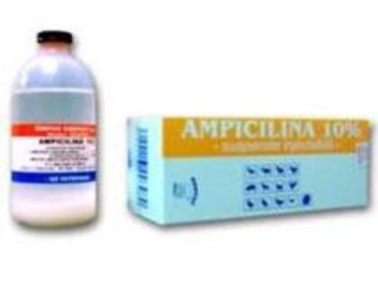 Ampicilina - Medicamente Iepuri