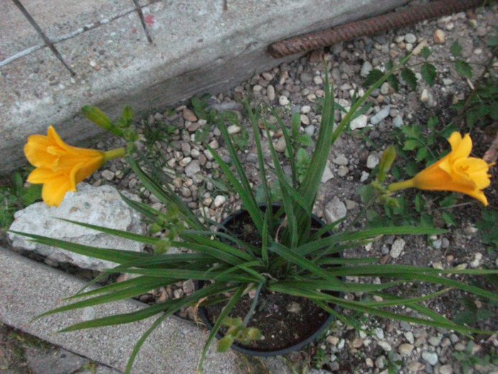 hemerocallis stella d'oro - Crini