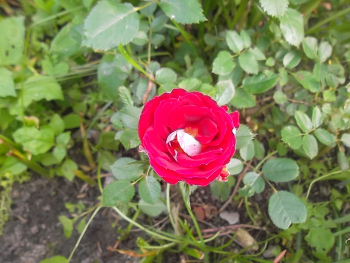 maidy miniatur - trandafiri 2012