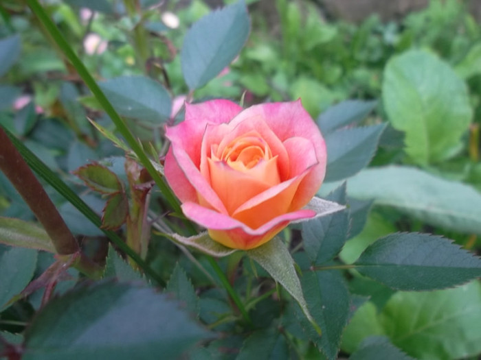 mandarin miniatur - trandafiri 2012