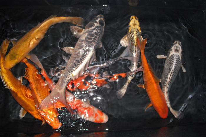 2012 03 13 027 - Fish