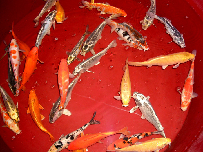 2012 03 13 058 - Fish