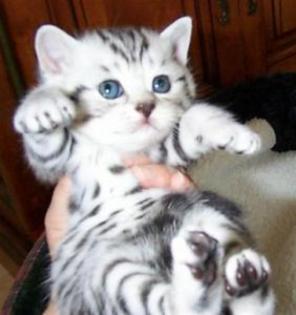 pisu-british-shorthair-silver