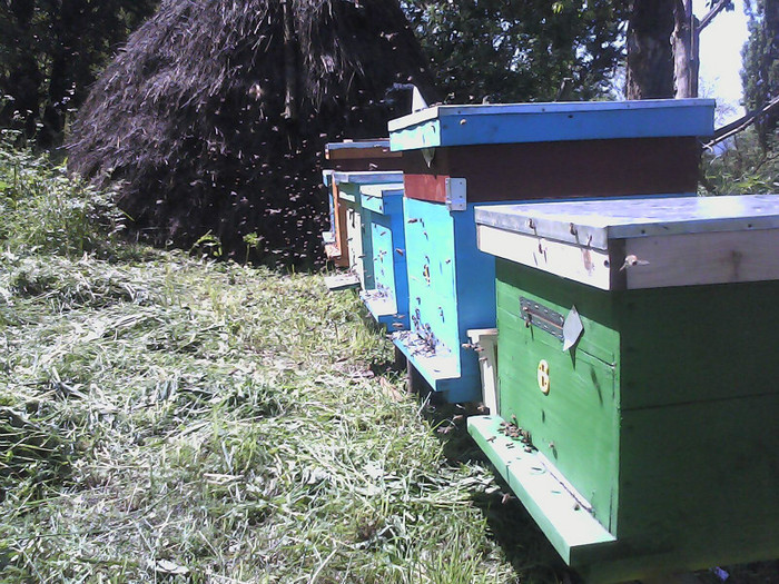 stupi pastoral ceva cules