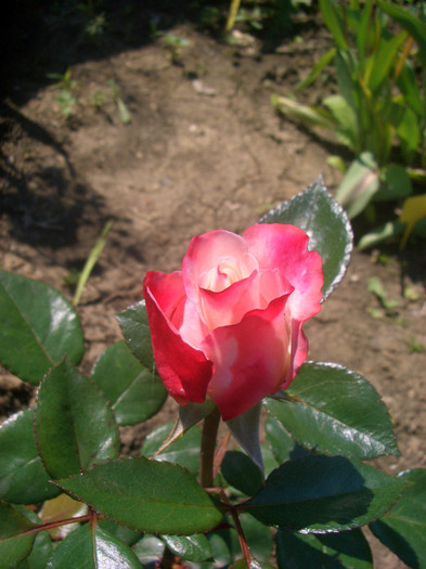 Nostalgie • La Garçonne • TANeiglat • Nostalgia (hybrid tea, Evers/Tantau, 1996)