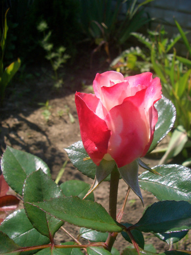 CIMG5443