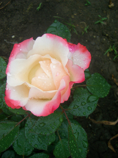 CIMG5468