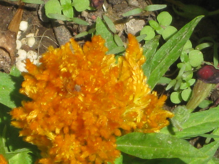 054 - 4 FLORILE NOASTRE