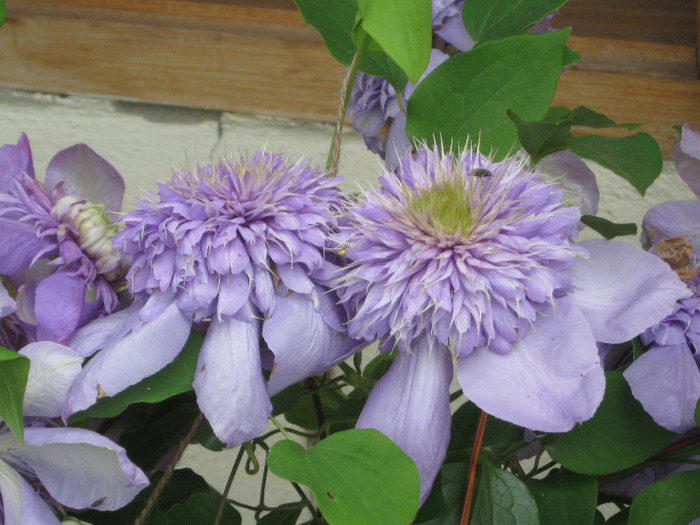 019 - A CLEMATITA